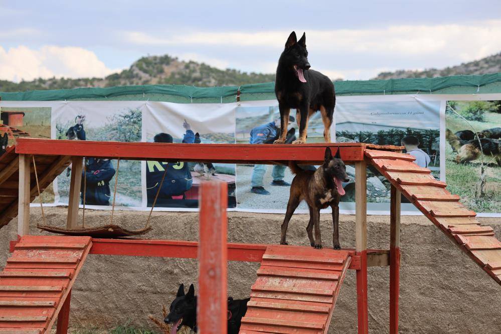 Konya’da zorlu eğitimden geçirilen köpekler afetlerde görev alıyor 2